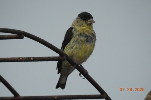 Lesser Goldfinch