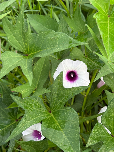 Ipomoea batatas observed 2026-06-14