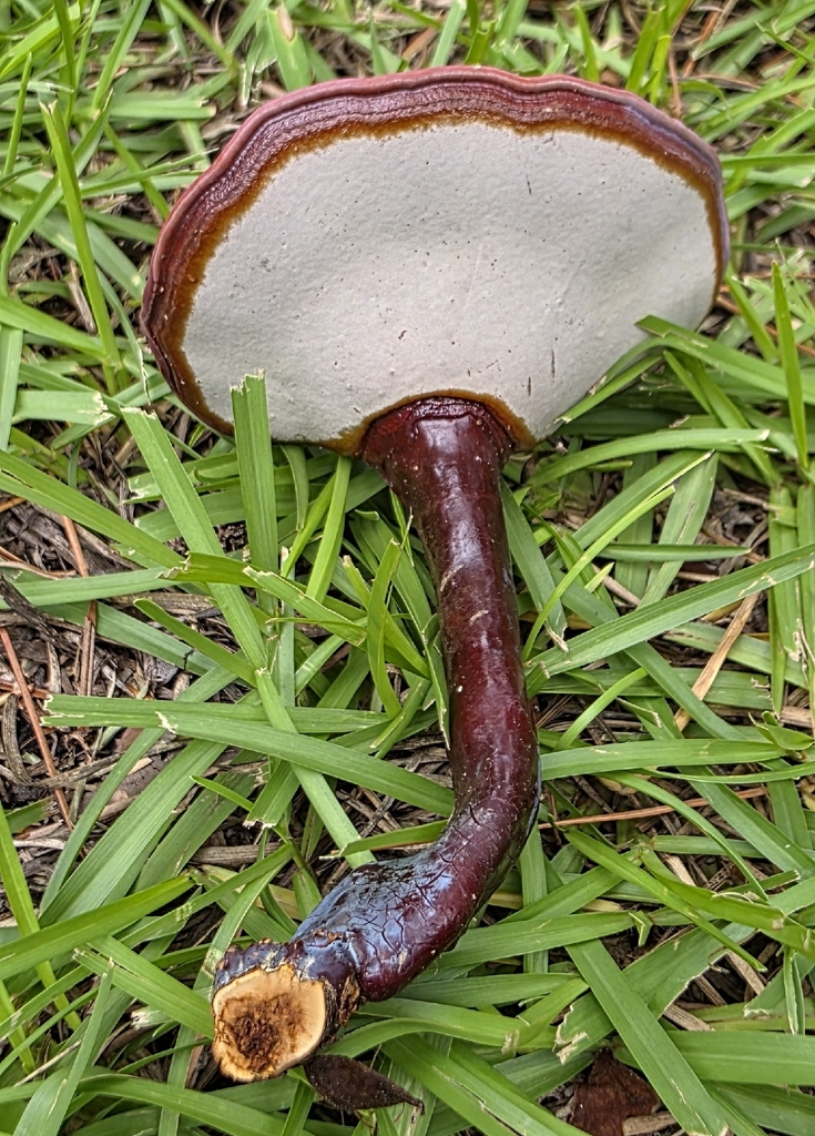 golden reishi · July 2026 · photo: Photo: no rights reserved · iNaturalist