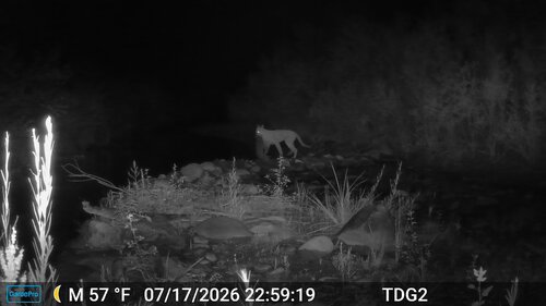 North American Mountain Lion