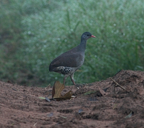 Tataupá Tinamou