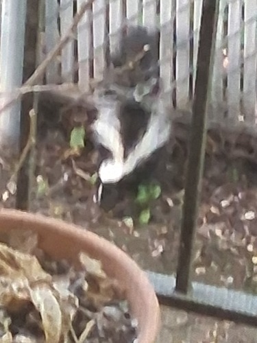 Striped Skunk