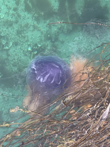 Blue Jelly
