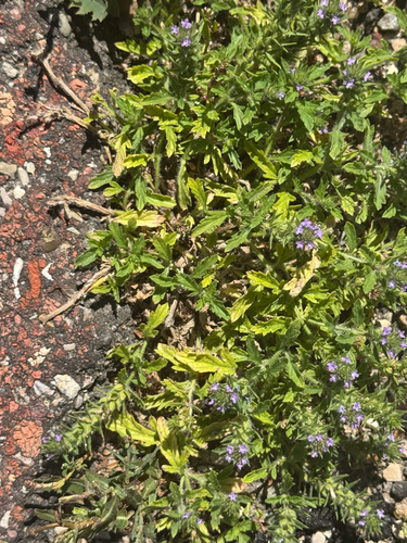 Bigbract Verbena