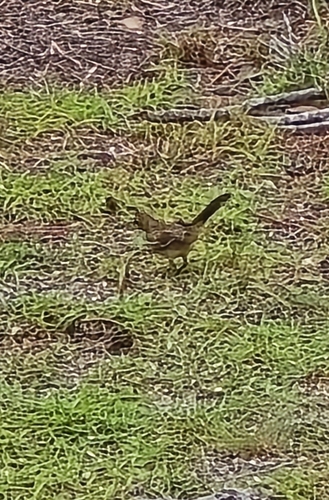 Brown Thrasher
