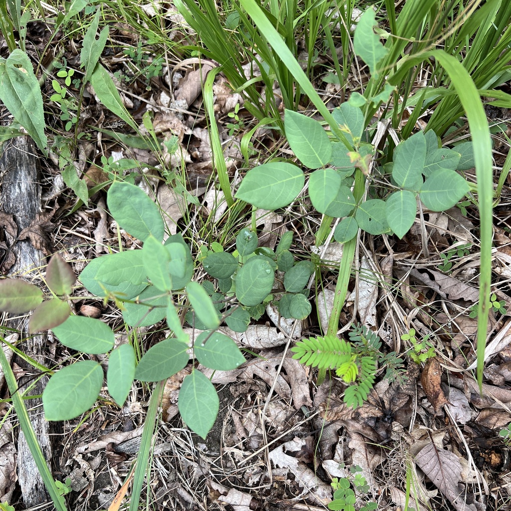 Desmodium laevigatum; photograph (c) Anne Parker, some rights reserved (CC BY)