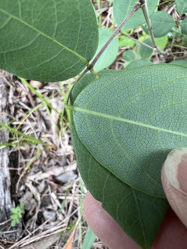 Desmodium laevigatum, photograph 5