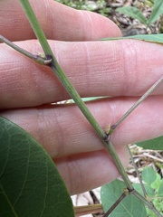 Desmodium laevigatum, photograph (c) Anne Parker, some rights reserved (CC BY)