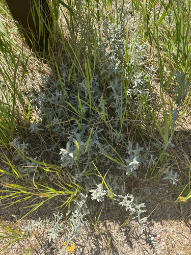 Silver Wormwood