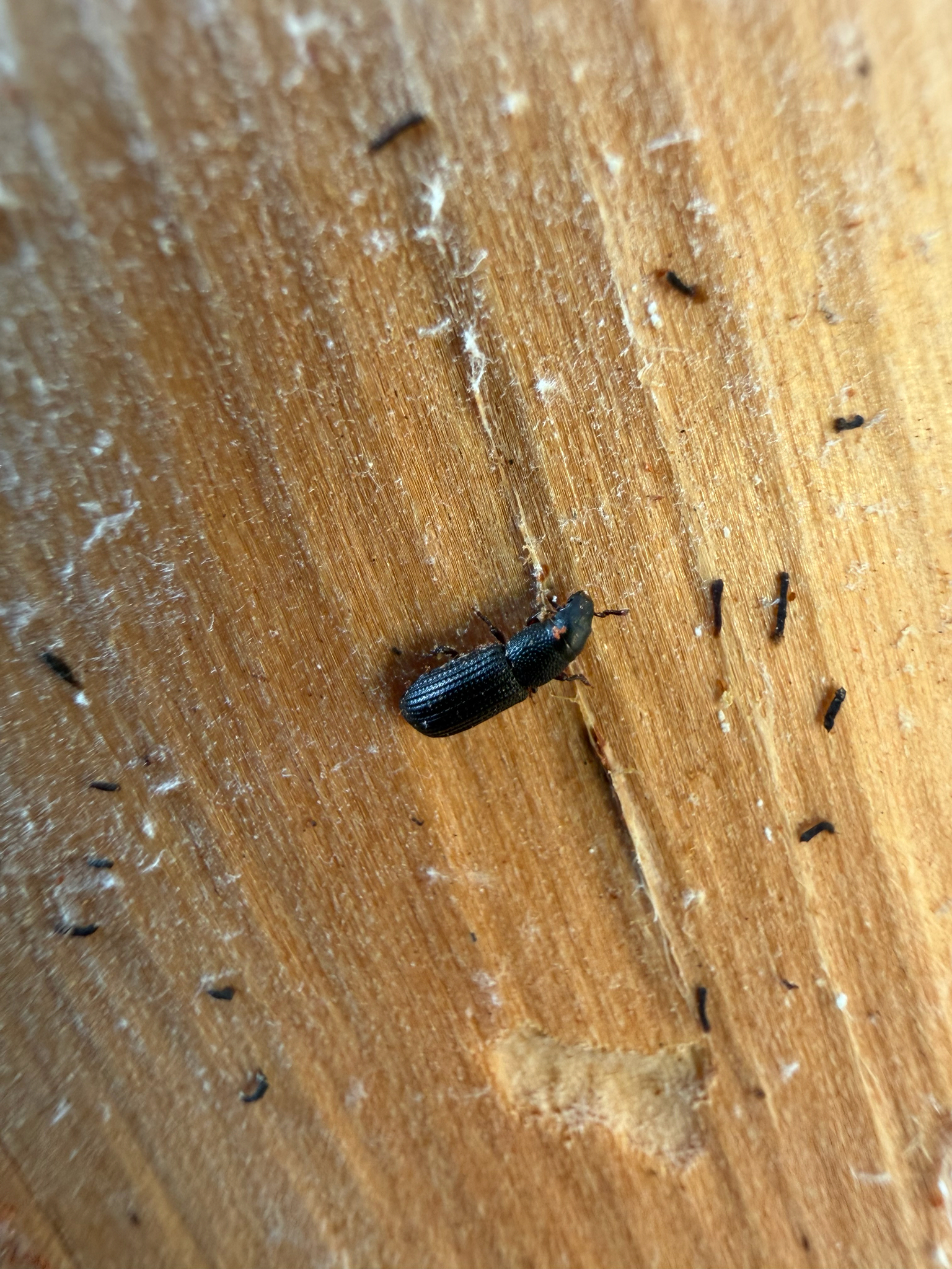 Rhyncolus sculpturatus