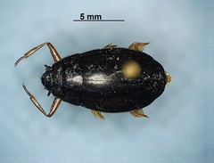 Dineutus assimilis