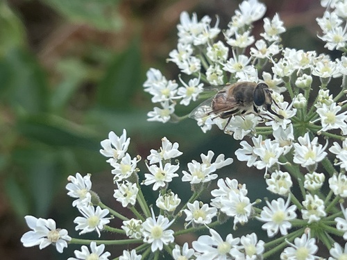 Common Drone Fly