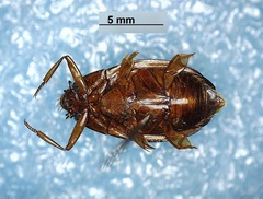 Dineutus assimilis