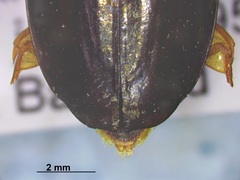 Dineutus assimilis