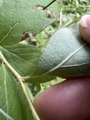 Gaylussacia frondosa, photograph (c) Anne Parker, some rights reserved (CC BY)