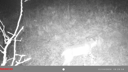 Bobcat