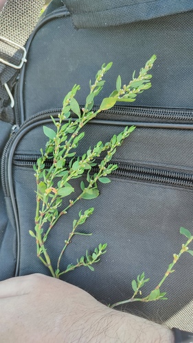 Polygonum aviculare