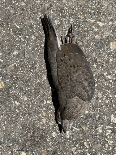 Inca Dove