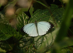 Pareronia avatar