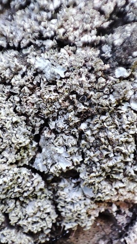 Physcia biziana