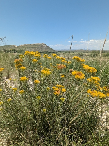 Southern Goldenbush