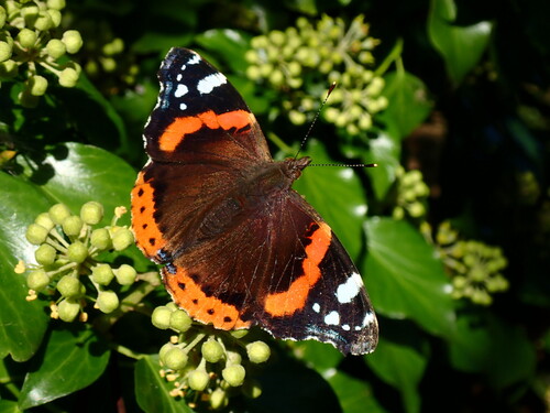 Vanessa atalanta