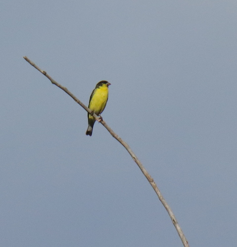 Lesser Goldfinch
