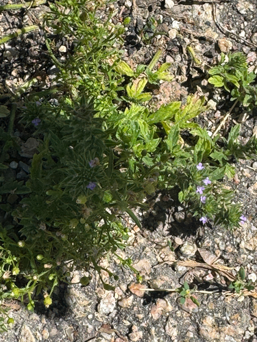 Bigbract Verbena