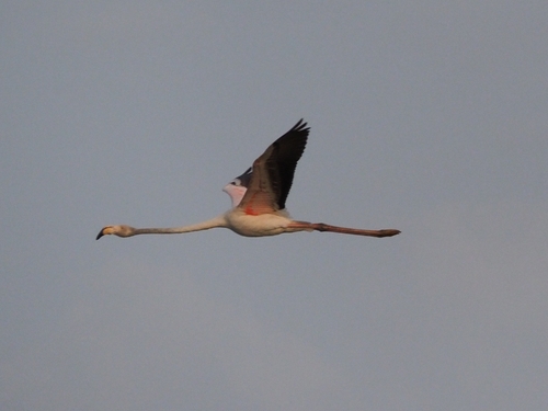iNaturalist: (c) izabe, some rights reserved (CC BY-NC) iNaturalist image