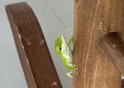Green Anole
