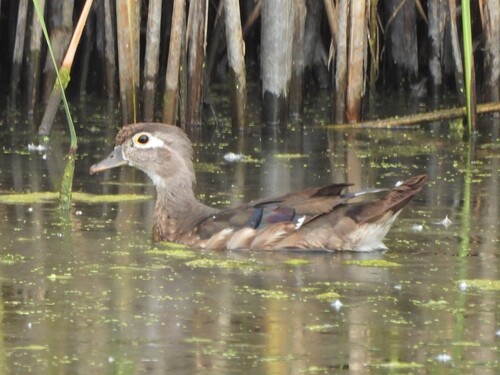 Wood Duck