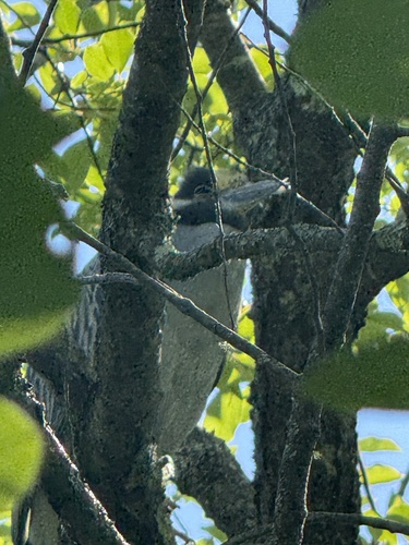 Yellow-crowned Night Heron