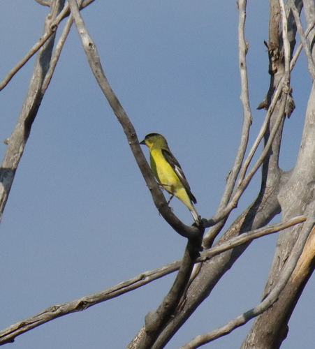 Lesser Goldfinch