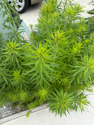 horseweed