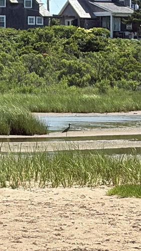 Yellow-crowned Night Heron