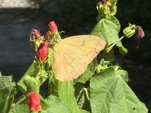 Cloudless Sulphur