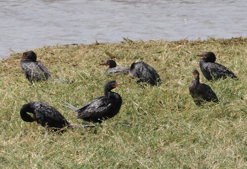 iNaturalist image