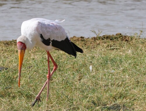 iNaturalist image