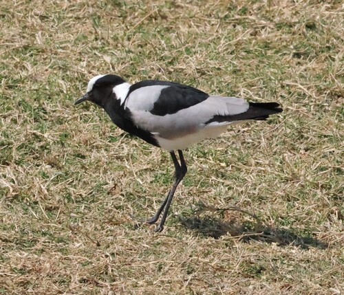 iNaturalist: (c) pilgrim123, some rights reserved (CC BY-NC), uploaded by pilgrim123 iNaturalist image
