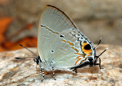 Hypolycaena narada