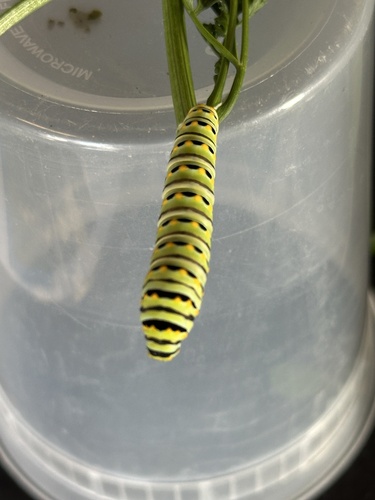 Eastern Black Swallowtail