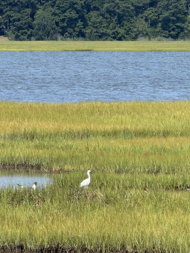 Snowy Egret