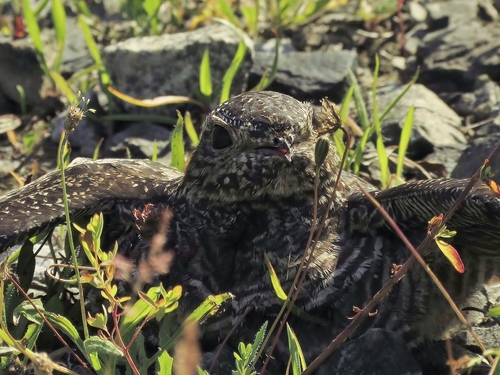 Common Nighthawk