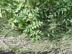 Angelica sylvestris