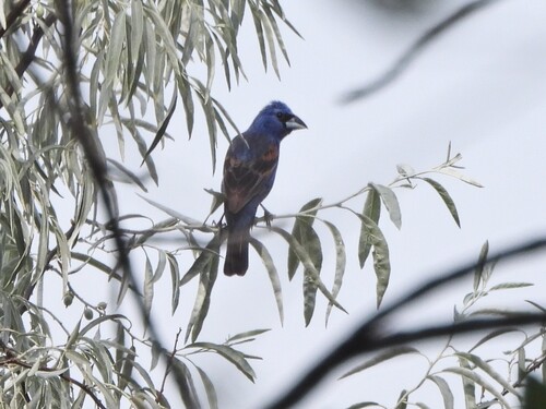 Blue Grosbeak