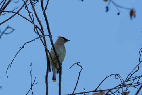 Cedar Waxwing