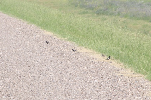 Lark Bunting