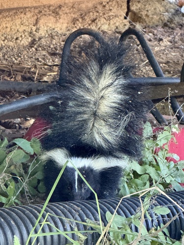 Striped and Hooded Skunks