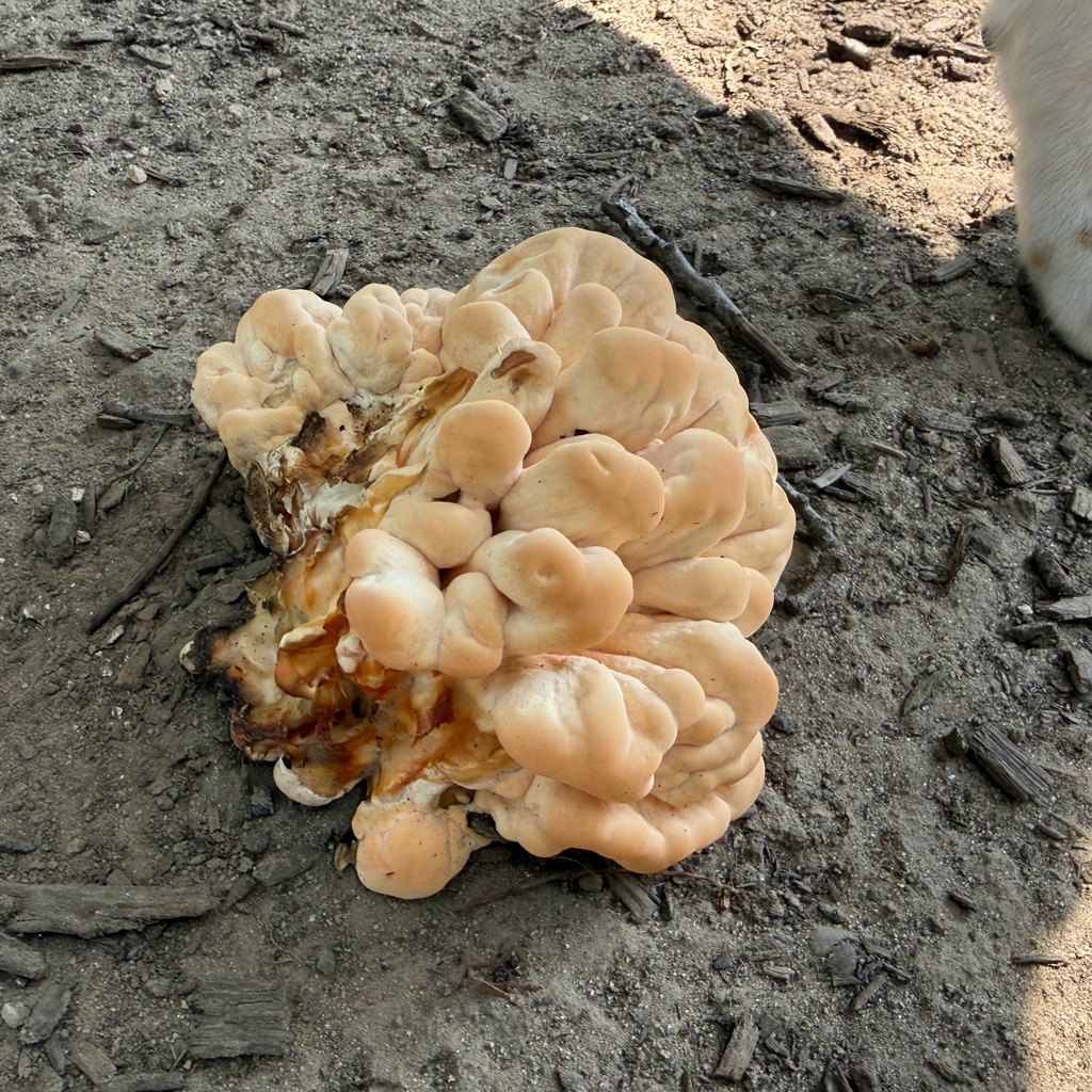 White-pored Chicken of the Woods · July 2026 · photo: Photo: (c) Oliver Clarke, some rights reserved (CC BY) · iNaturalist