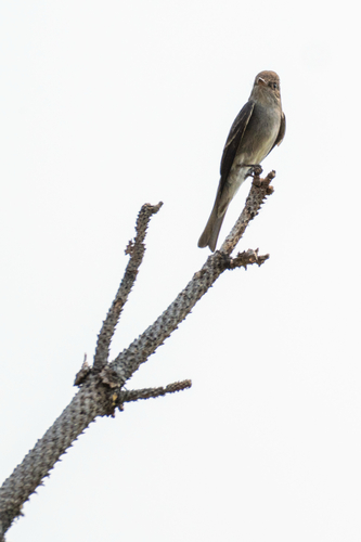 Western Wood-Pewee